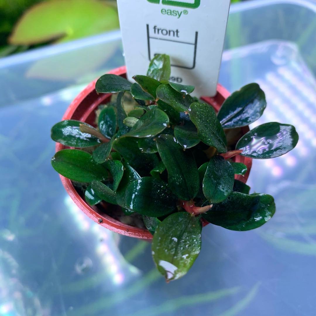 ブセファランドラ sordidula 'Blue' トロピカ社1ポット