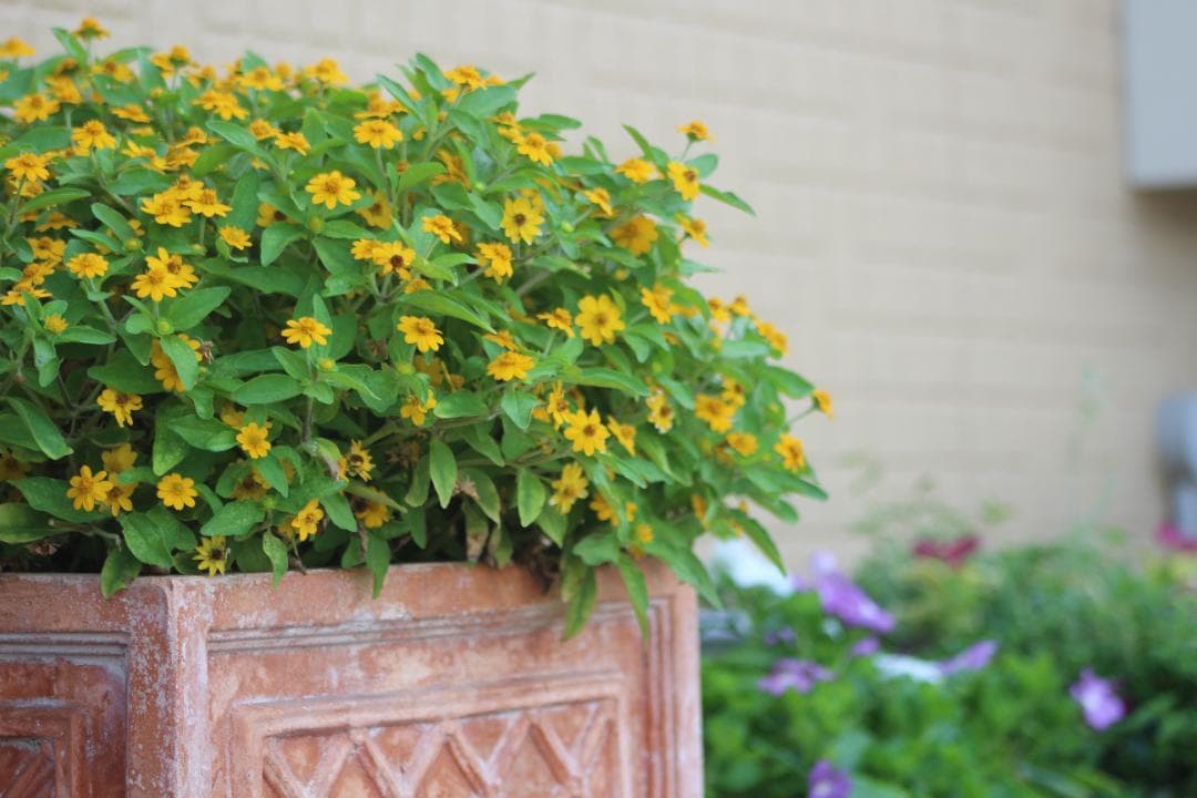 【作例あり】Canon EF 75-300mm 動作良好 軽量で扱いやすい