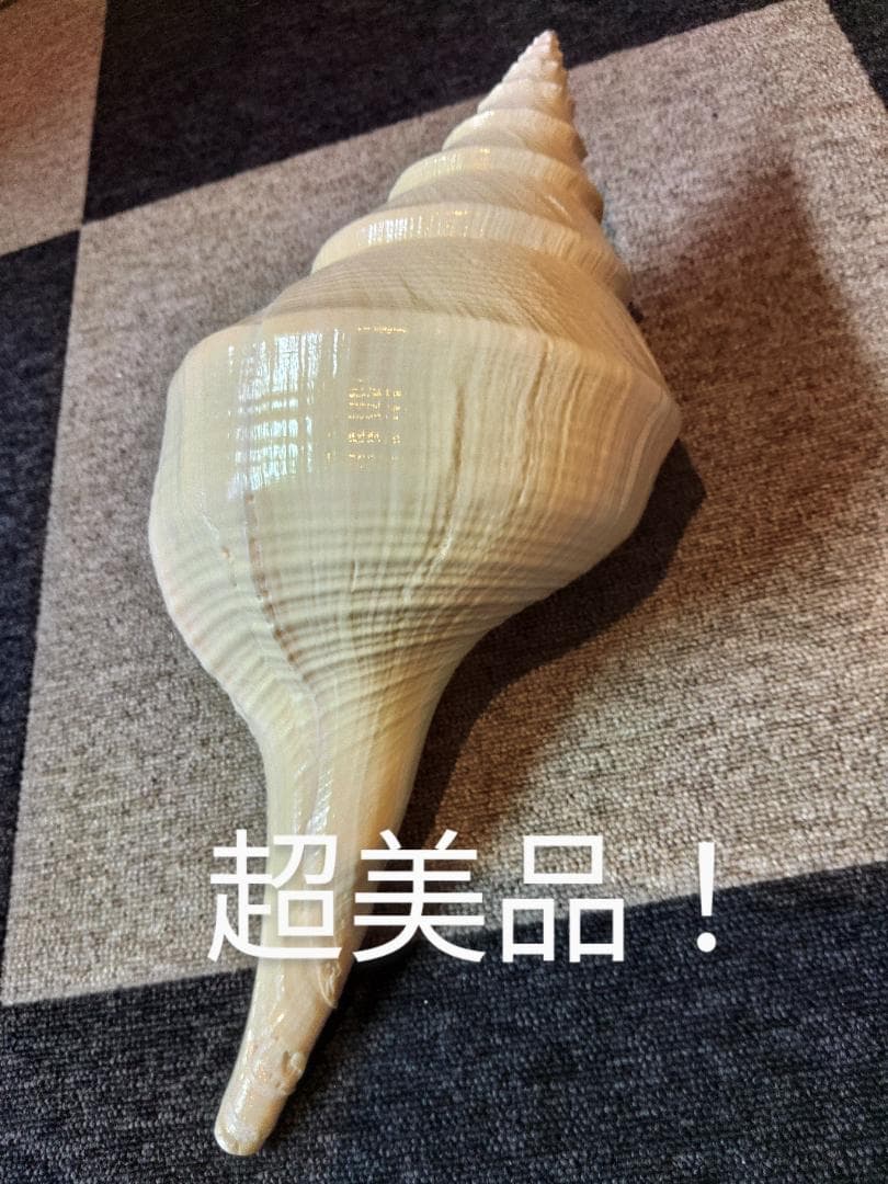 超美品！世界最大の巻貝　アラフラオオニシ　49センチ