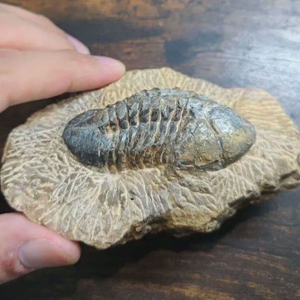 三葉虫 化石