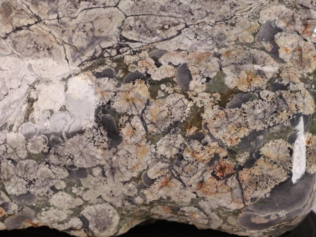 BK216 天然石　鑑賞石　梅花石　花紋石 菊花石 原石 自然石 鉱物 置物