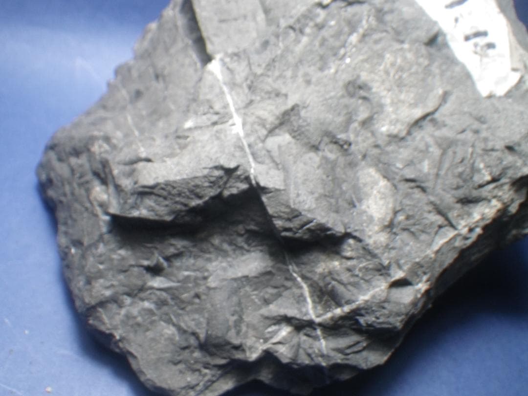 国産化石 異常巻 ２６０１２１