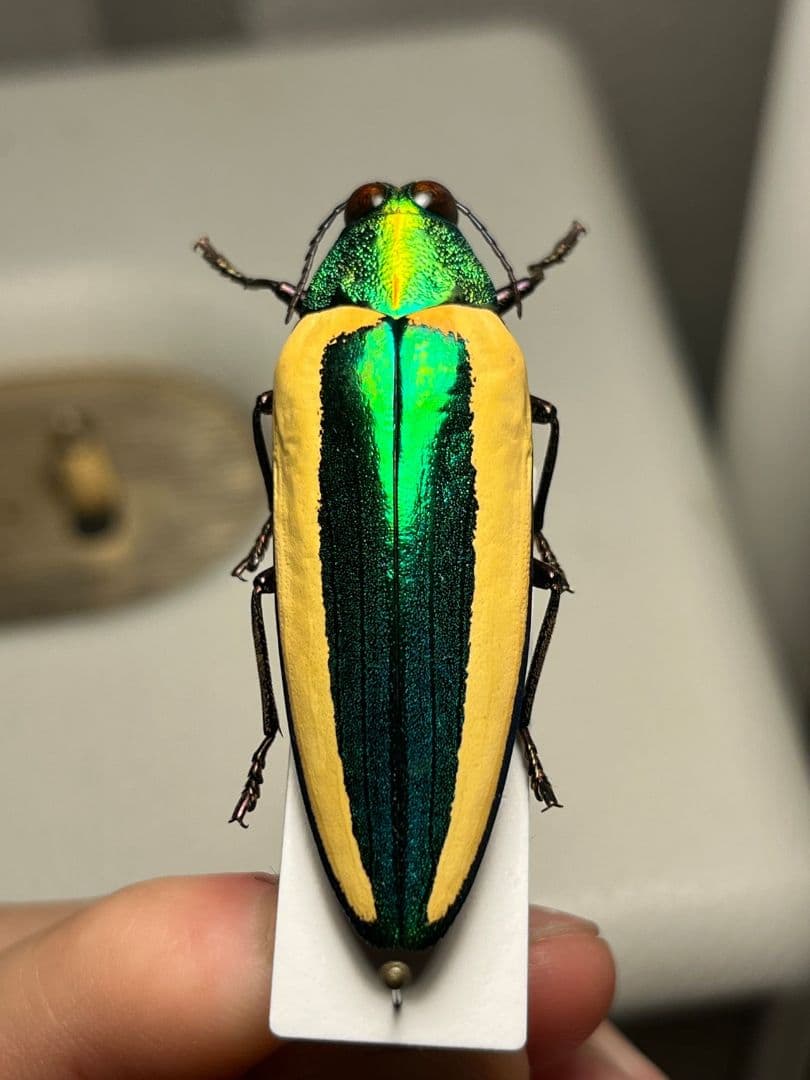 【亜玉虫最高峰】キベリルリタマムシ リンバータルリタマムシ昆虫標本　きらめく甲虫
