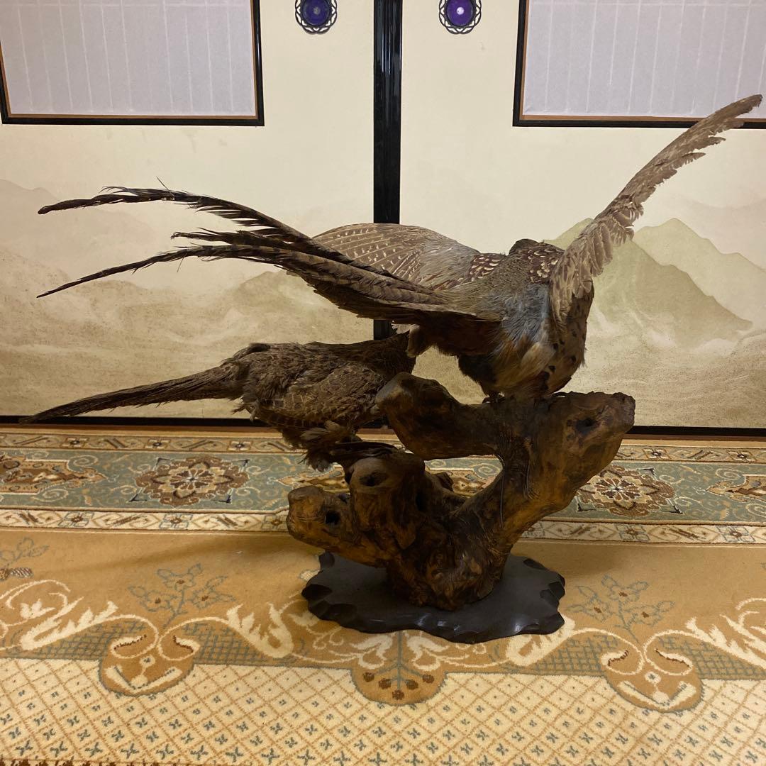 2匹の孔雀の剥製 (昭和期)