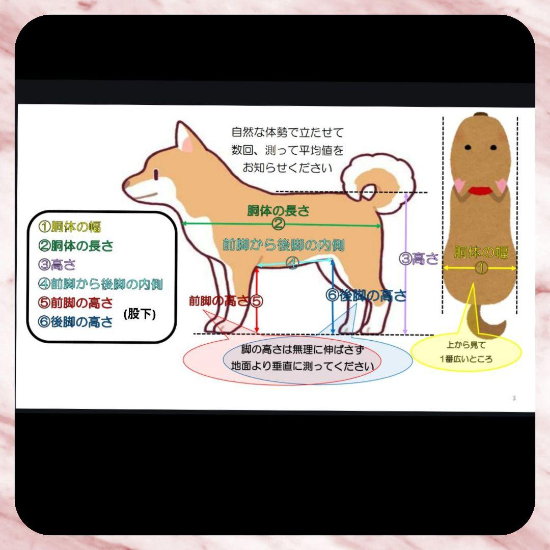 トイプードル4輪　リハビリ　食事補助　犬用車椅子　介護補助　犬の歩行器