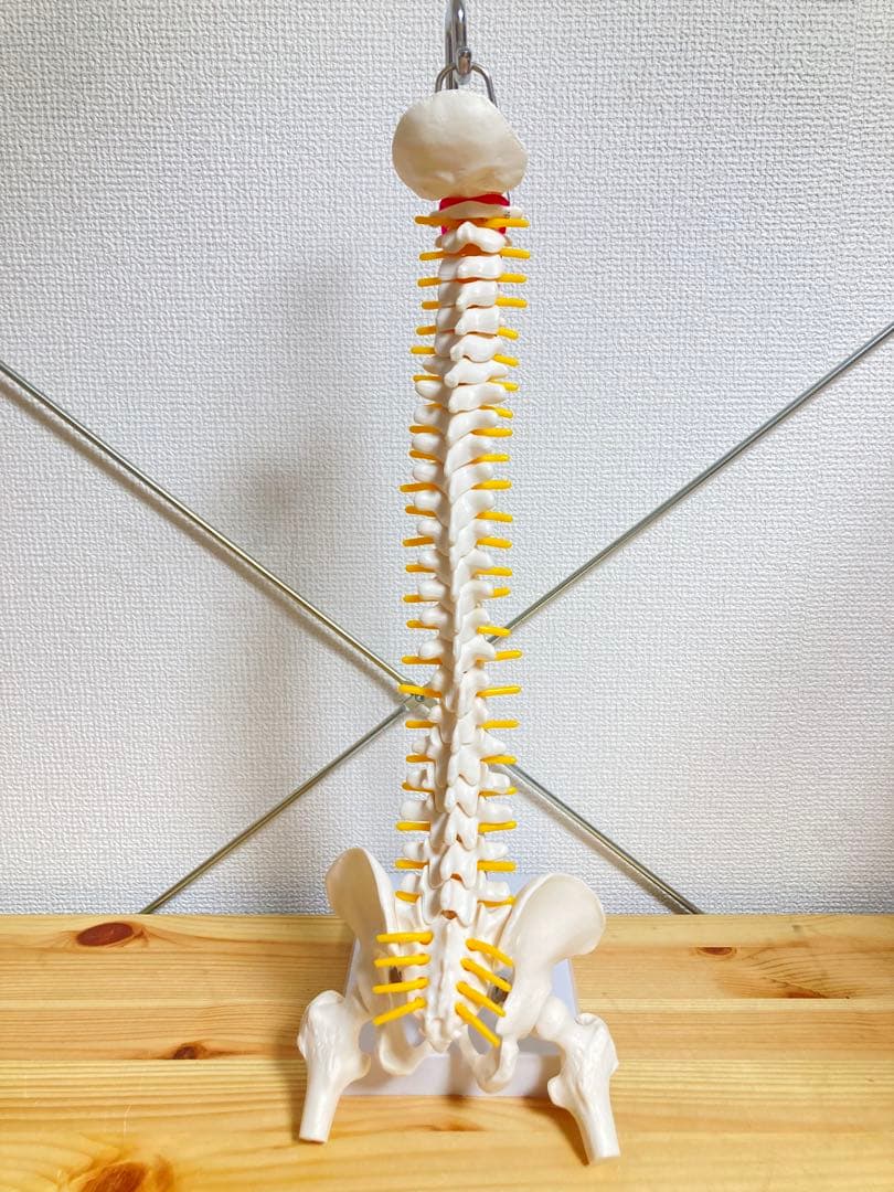 ☆ 激レア！！ 脊椎模型 約47cm 標本 人体模型 整体 骨格模型 骨格標本
