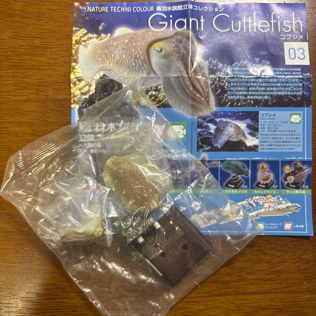 ネイチャーテクニカラー　コブシメ　鳥羽水族館