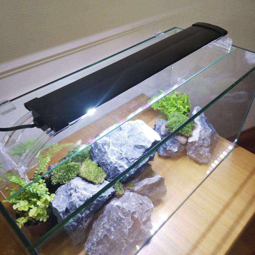 【完成品】アクアテラリウム　イモリウム　苔テラリウム
