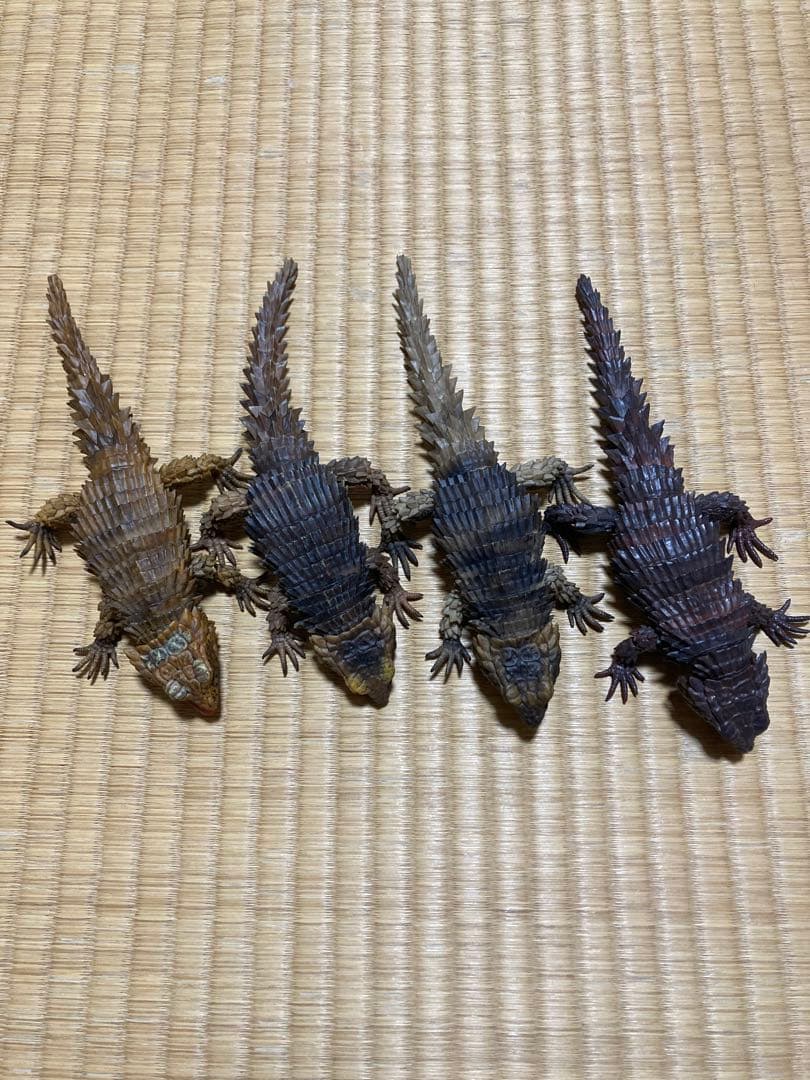 いきもの大図鑑　アルマジロトカゲ コンプリート　4種