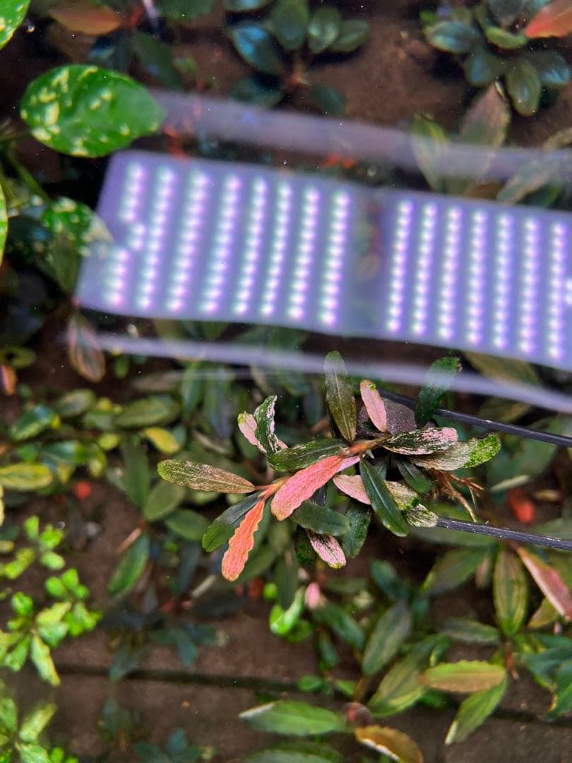 Bucephalandra sp. Varigata Pink 水中葉 2株