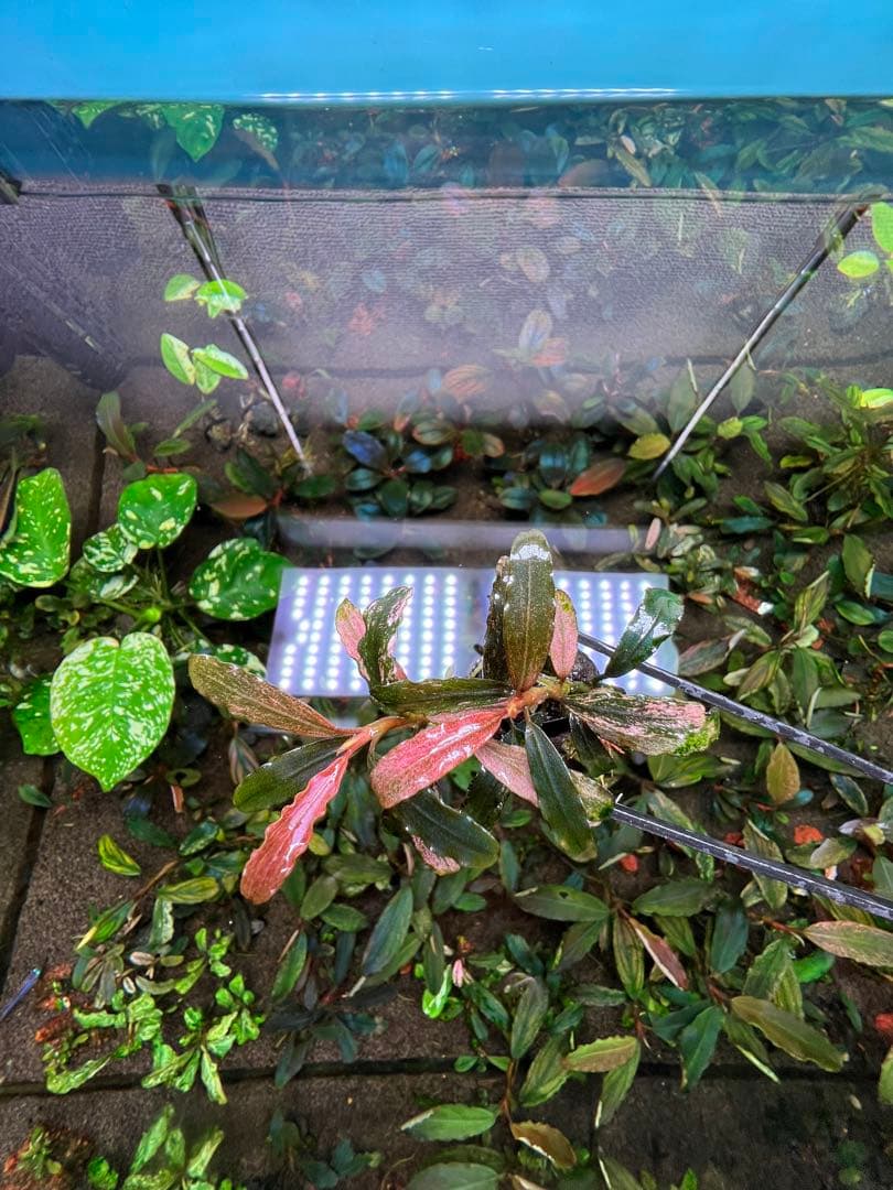 Bucephalandra sp. Varigata Pink 水中葉 2株