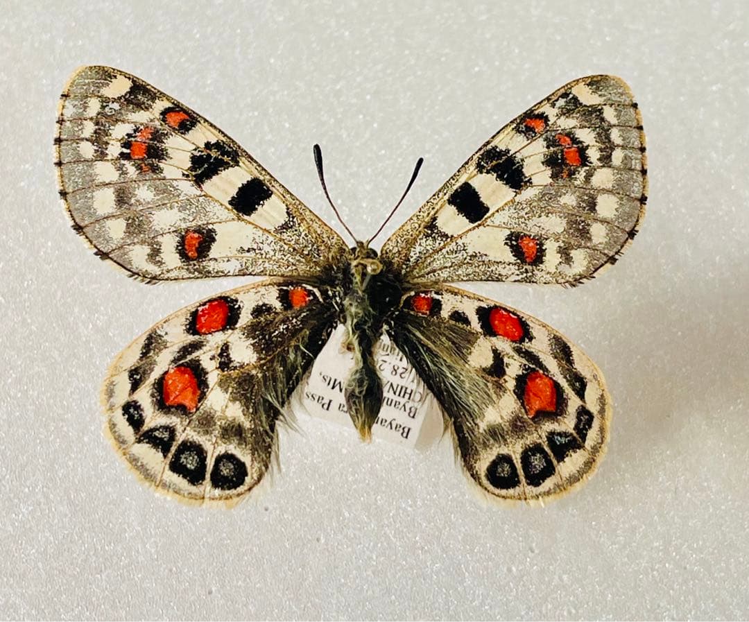 パルナシウス・アッコ・モリタイ（1オス、中国青海省）