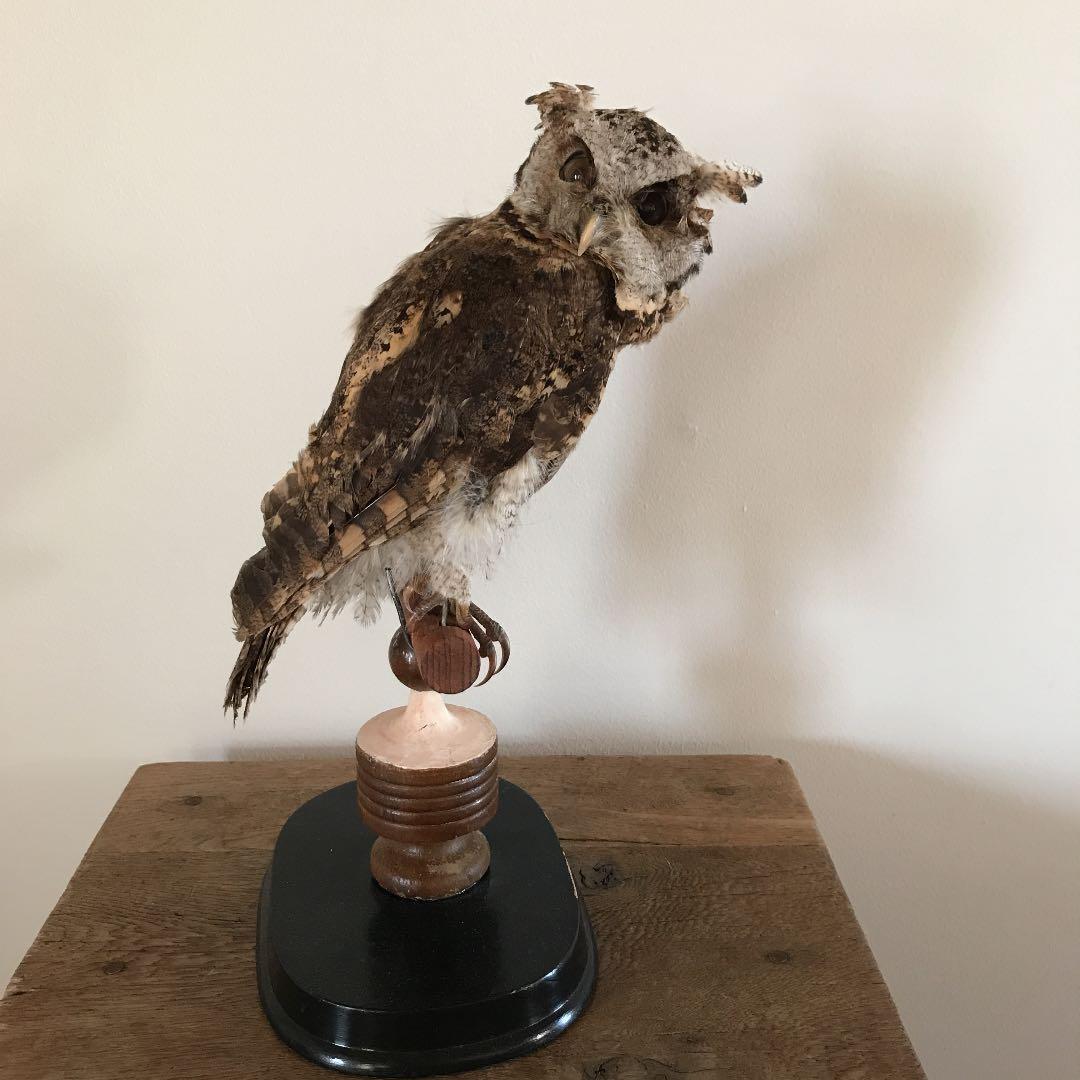 ビンテージ アンティーク　アトリエ　鳥オブジェ　レトロ　理科室