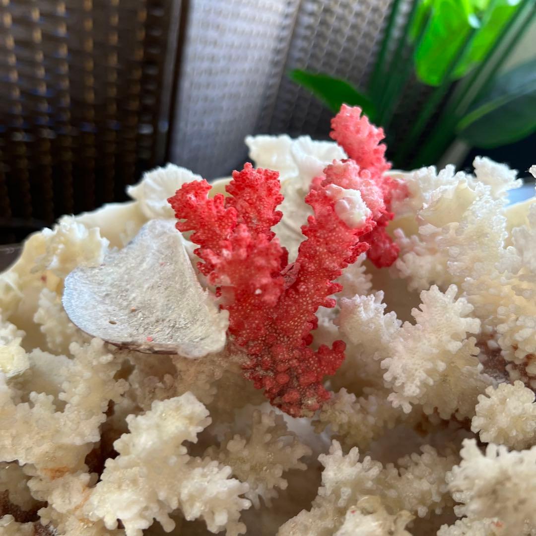 超特大 珊瑚 サンゴ コーラル ピンク オブジェ インテリア 貝