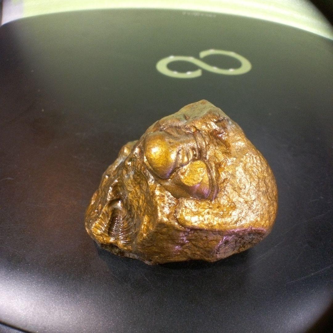 三葉虫　化石　fossil　ボリビア産　レア　Fossil管理④