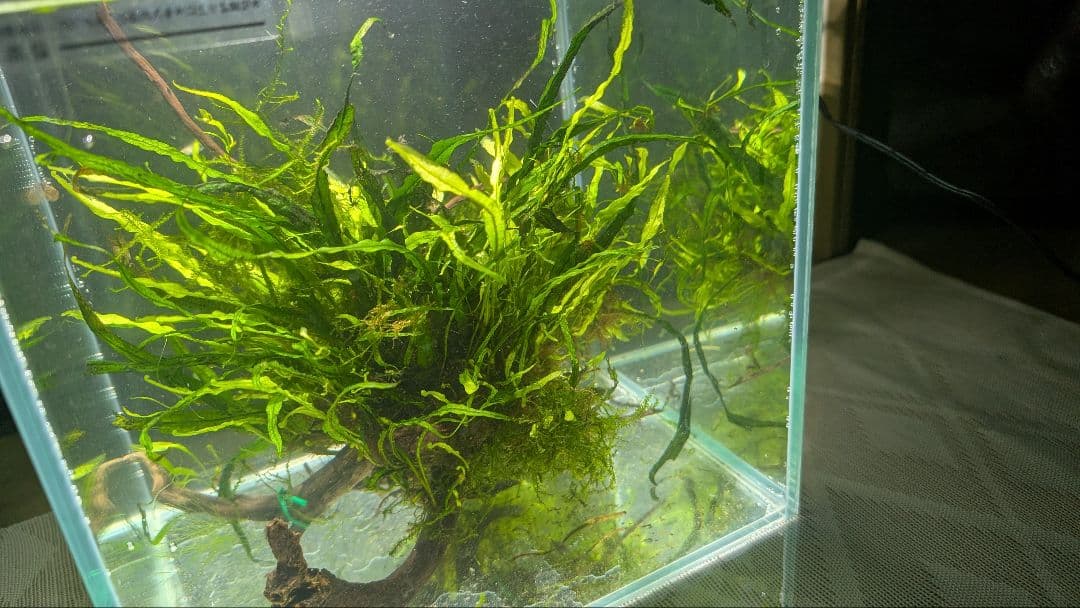 ミクロソリウム本ナロー大株、ウィーピングモス自然活着のとても特徴がある枝流木