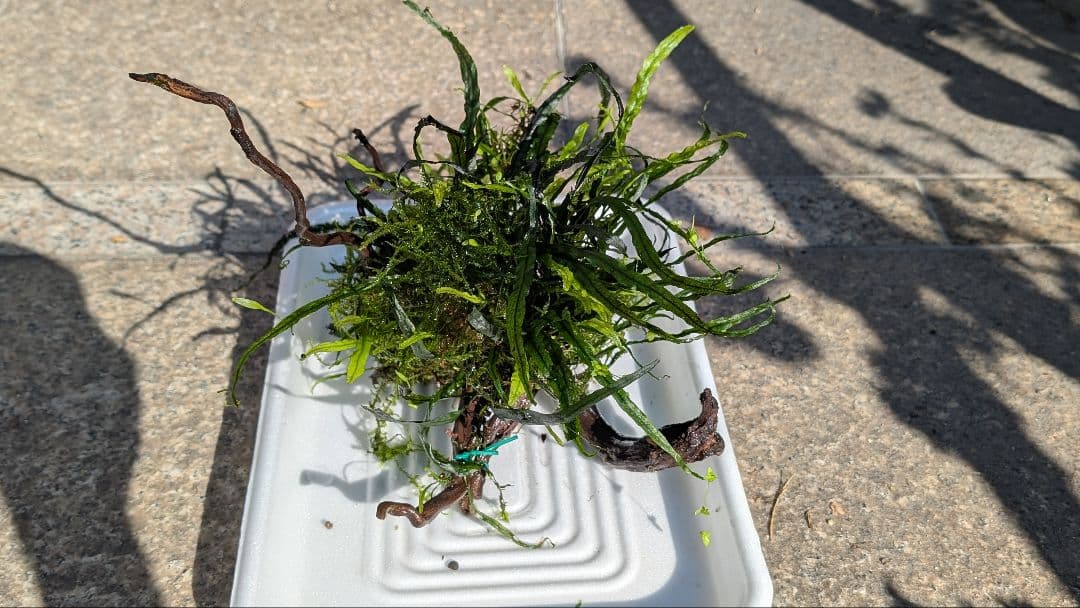 ミクロソリウム本ナロー大株、ウィーピングモス自然活着のとても特徴がある枝流木