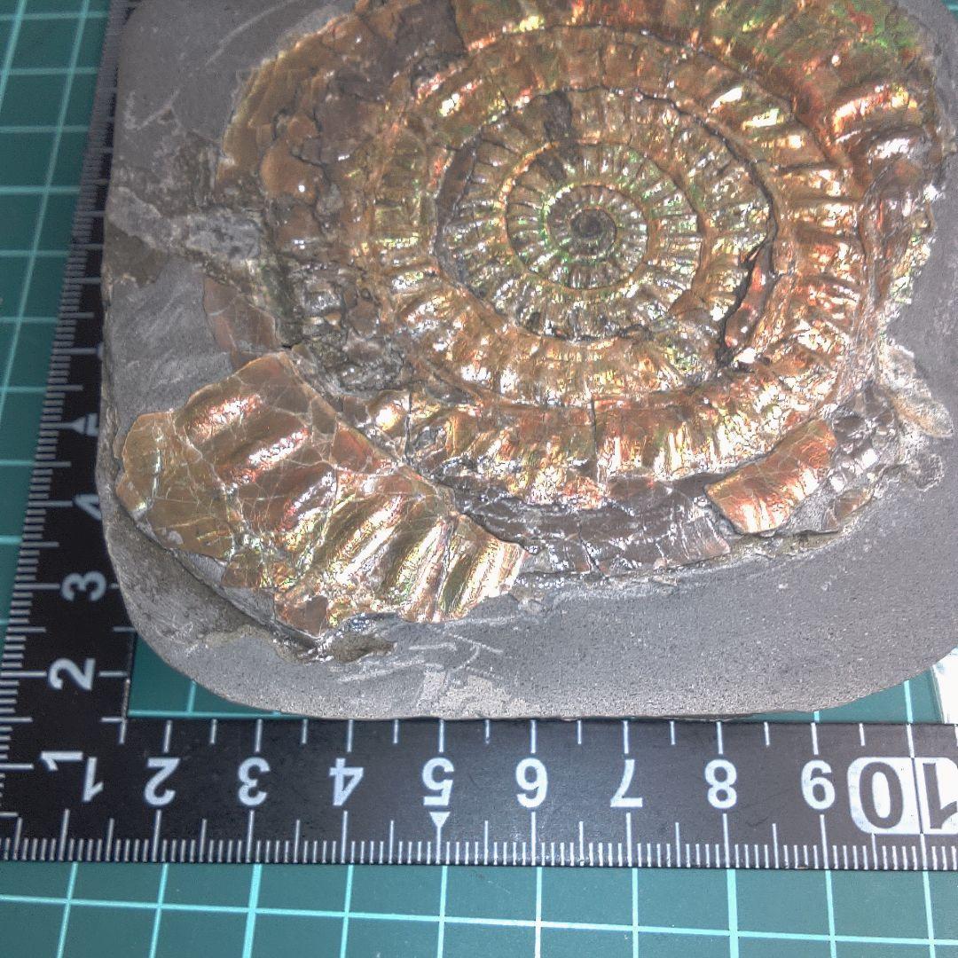 小物１ Caloceras Johnstoni 化石 ジュラ紀
