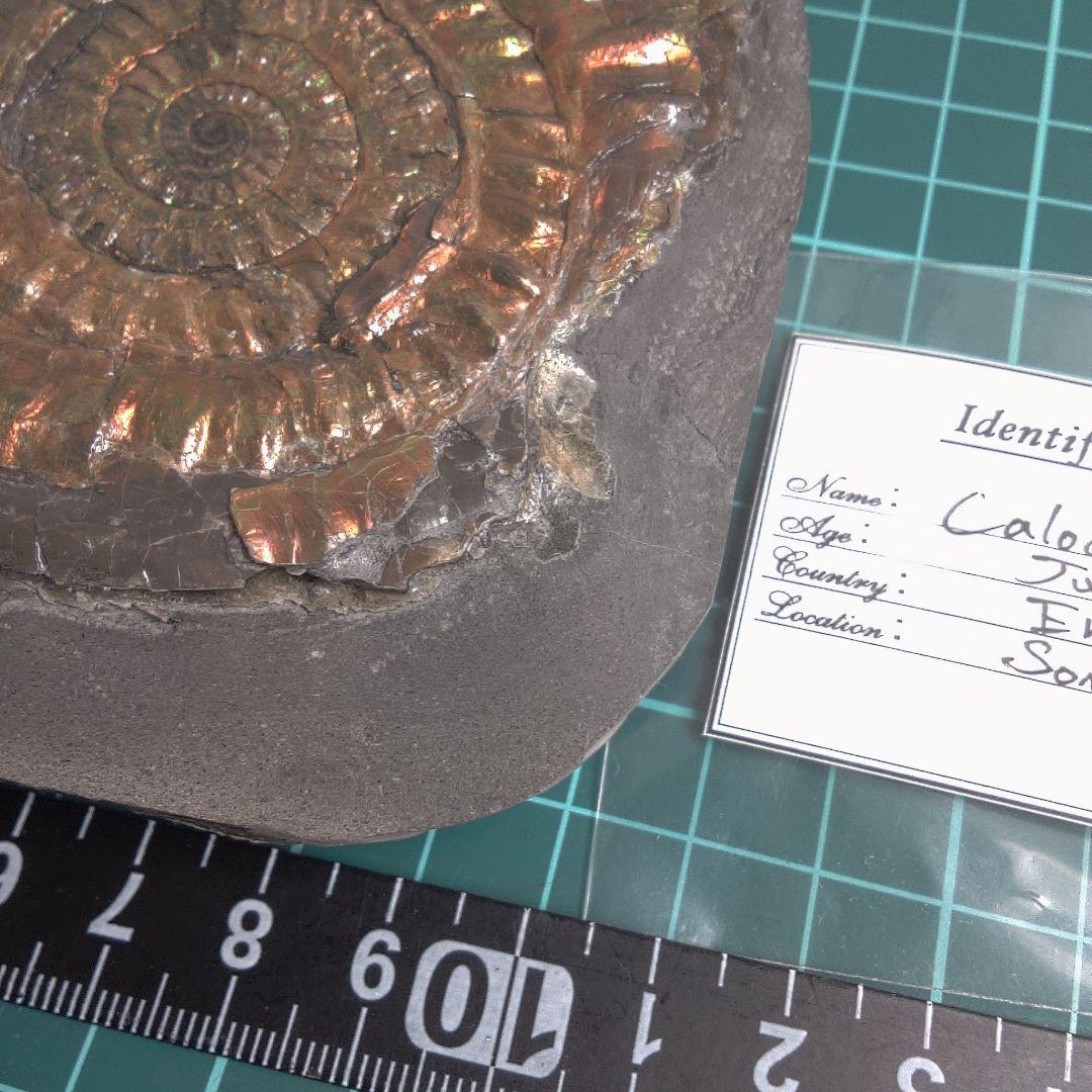 小物１ Caloceras Johnstoni 化石 ジュラ紀