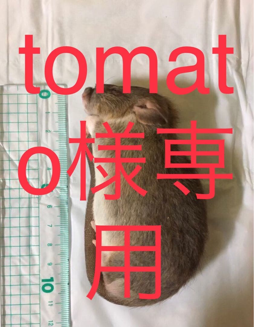 冷凍L15 M5 PL5 F5