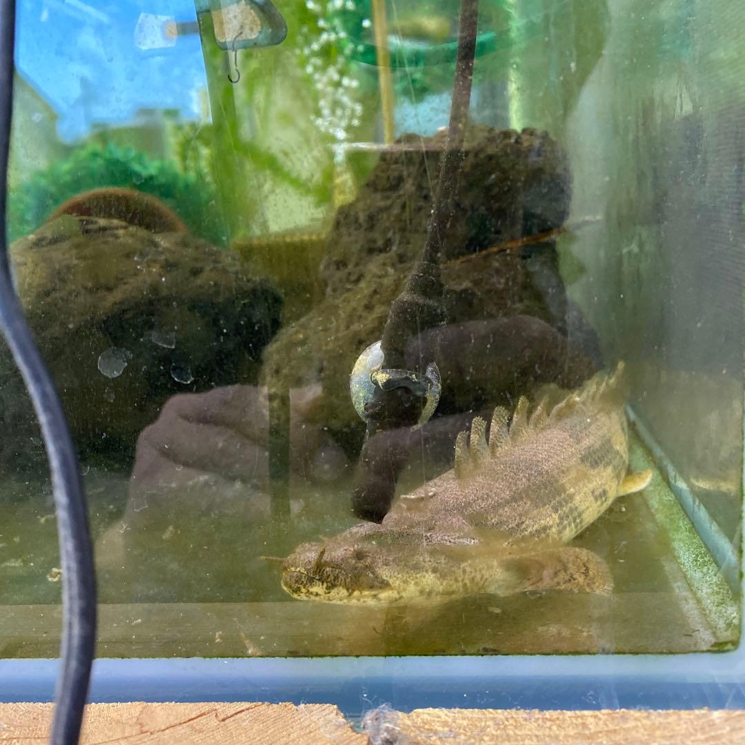 水槽１２０&水槽台　発送しません。手渡しのみ