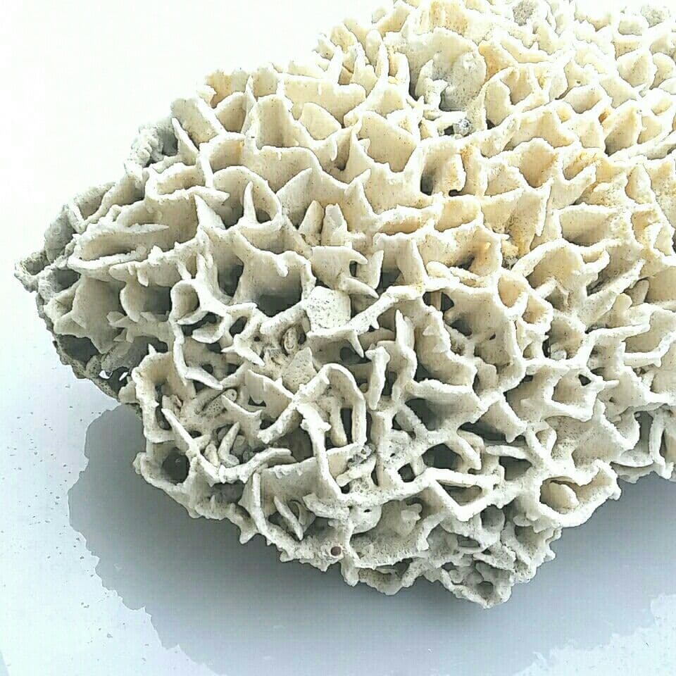 特大 飾り 珊瑚 サンゴ礁 置物 白 海水魚 水槽 レイアウト