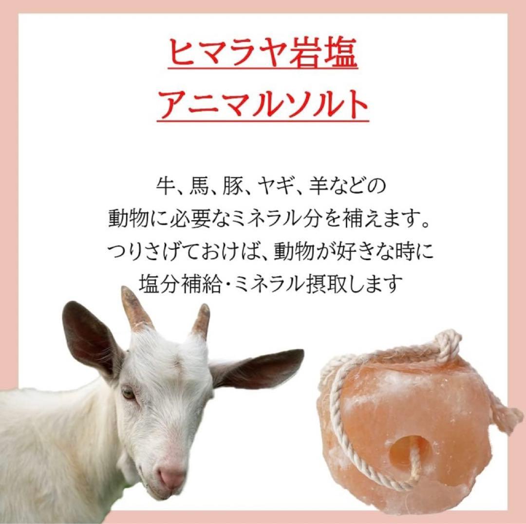 岩塩ブロック ドーナツ型 (6ブロック) 1ブロック=4.5kg~5kg