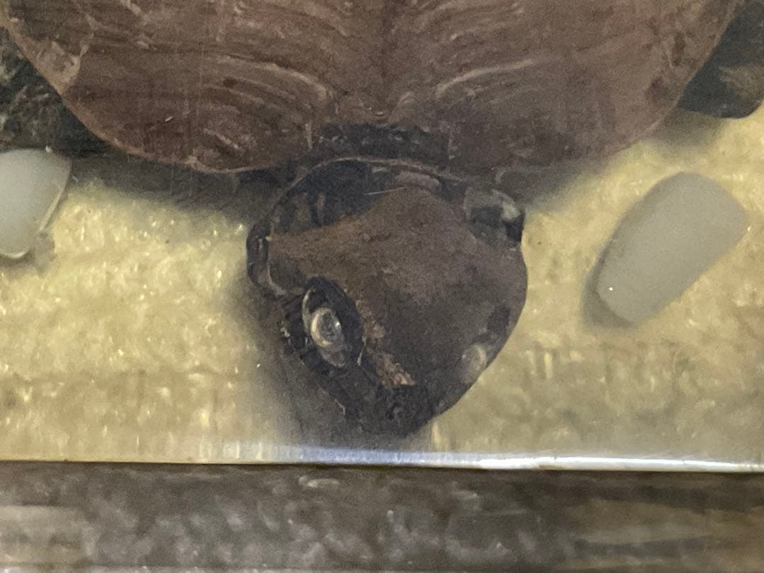 レジン亀／クサガメのレジン標本となります。【お土産品で購入した物です。】。