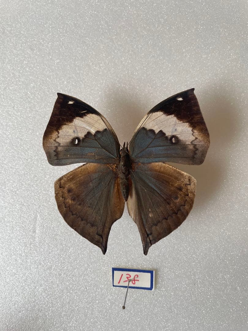 【珍品 現品限り】パラタイプ・コノハチョウ（1オス・タイ産）