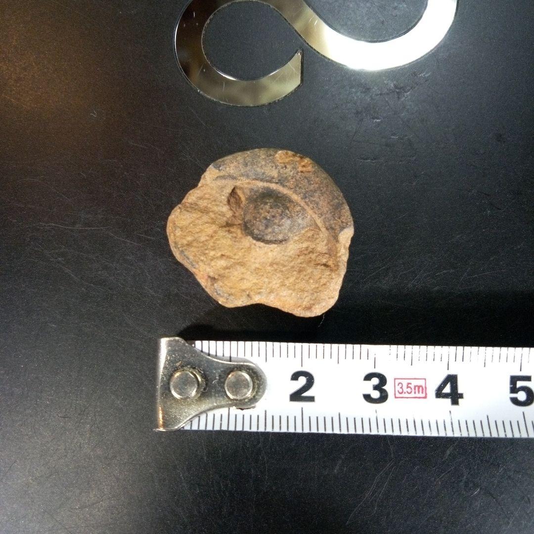 三葉虫　南米産　化石　fossil　ボリビア産　trilobite　南米化石郡④