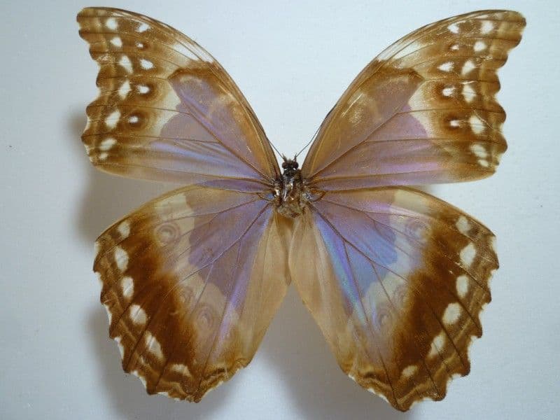 【外国産蝶標本】ディディウスモルフォ♀/ブラジル.オビドス産/148mm
