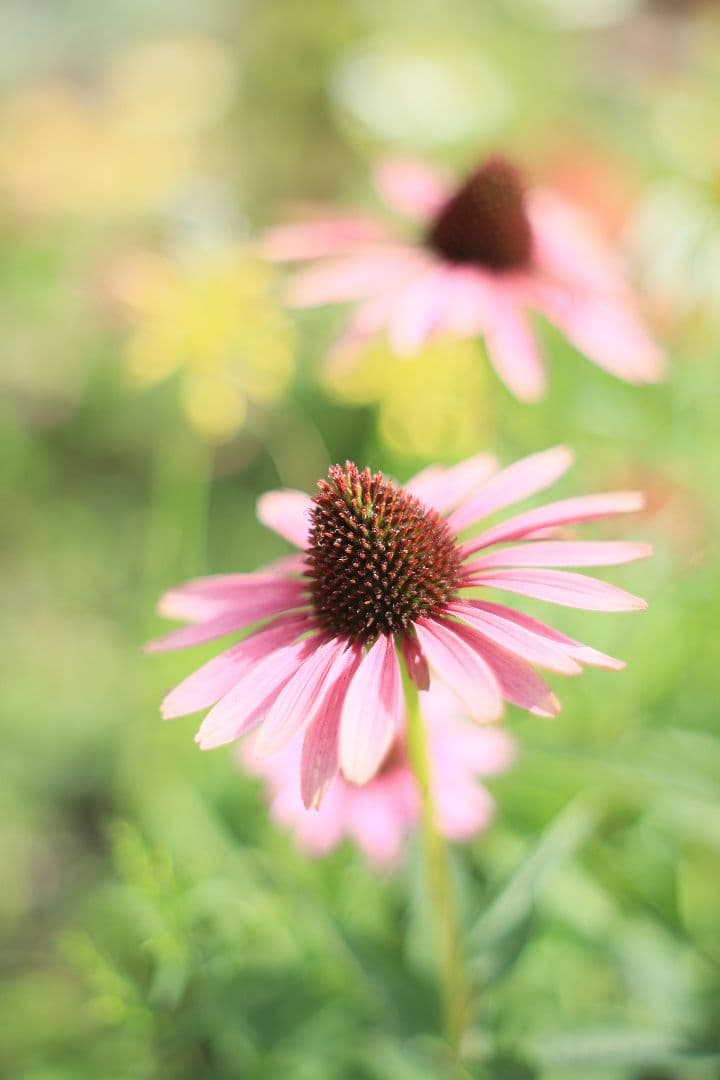 Super-Takumar 55mm F1.8 後期型 光学美品 【黄変除去済】