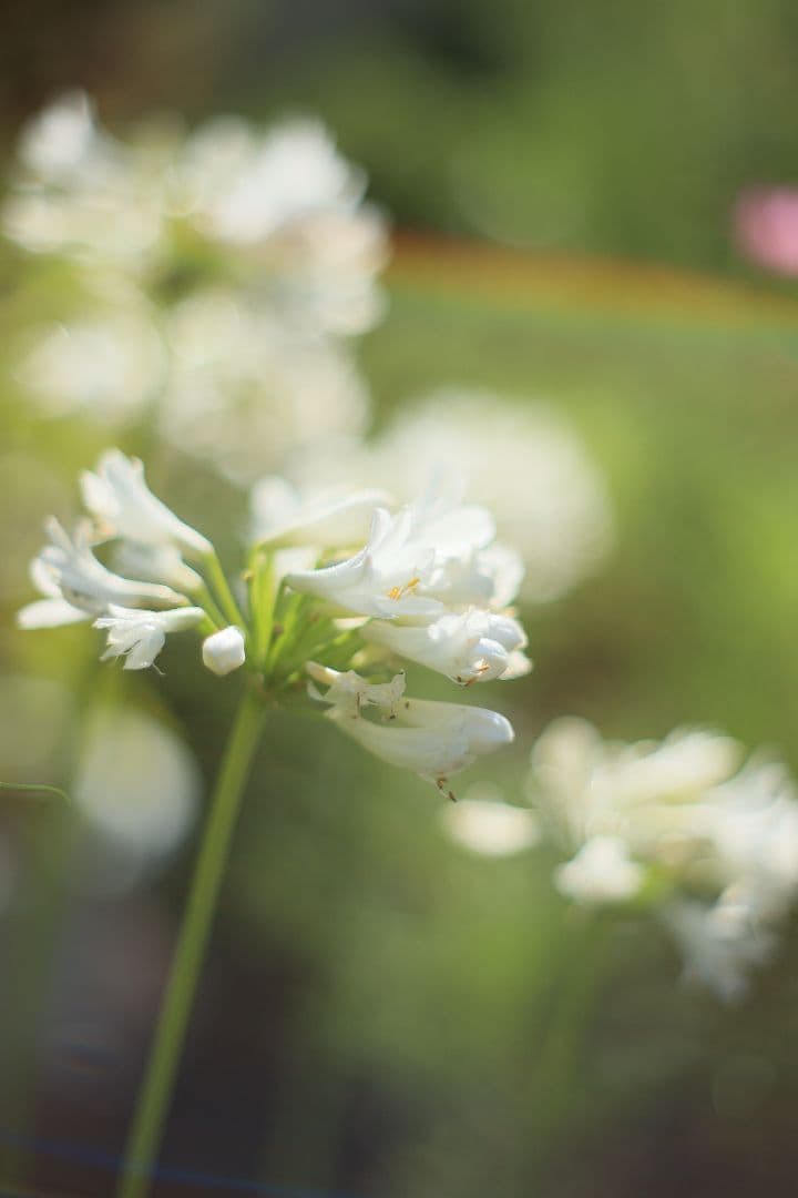 Super-Takumar 55mm F1.8 後期型 光学美品 【黄変除去済】