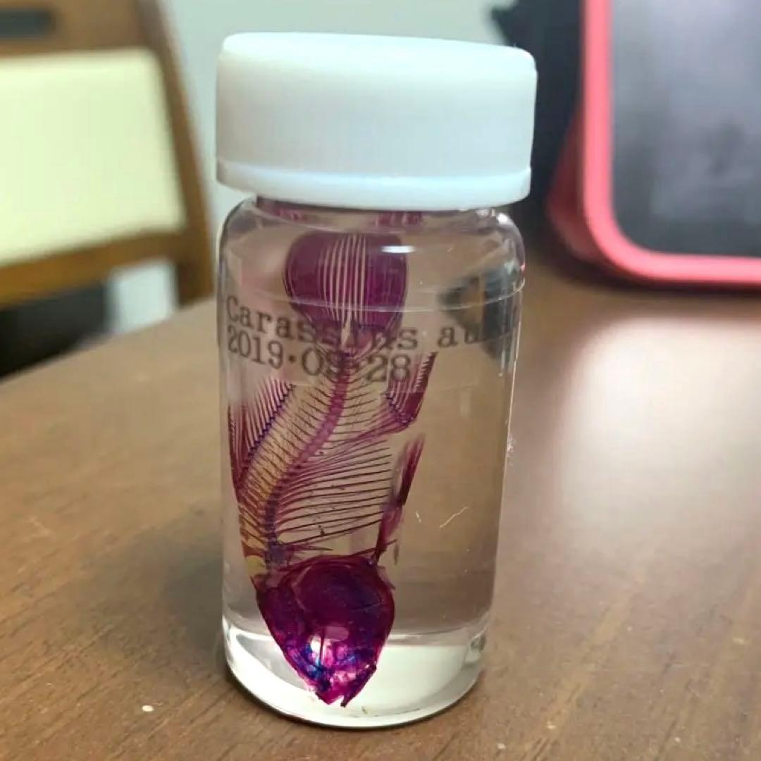 【極希少・極美品】小魚の標本　小瓶　Carassius auratus
