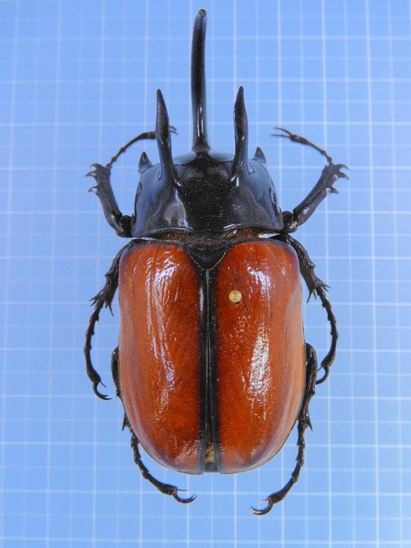 ミャンマー産　スキットゴホンヅノカブト　65mm