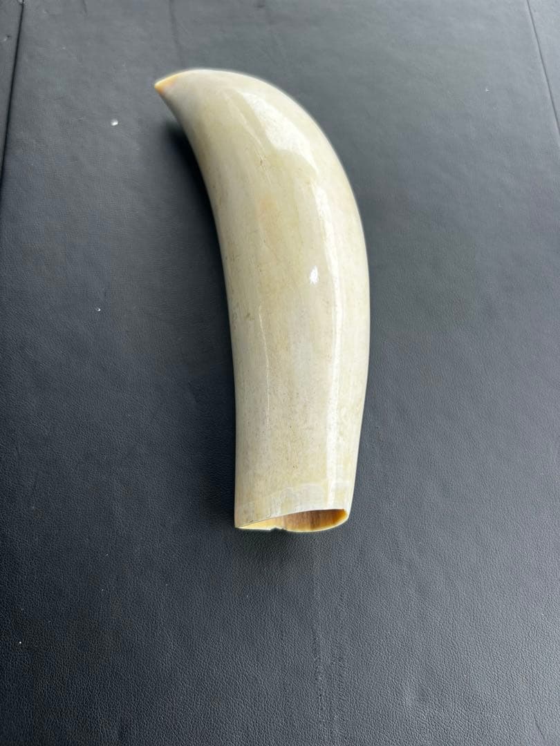鯨/鯨歯/クジラ/歯/牙/263.68g