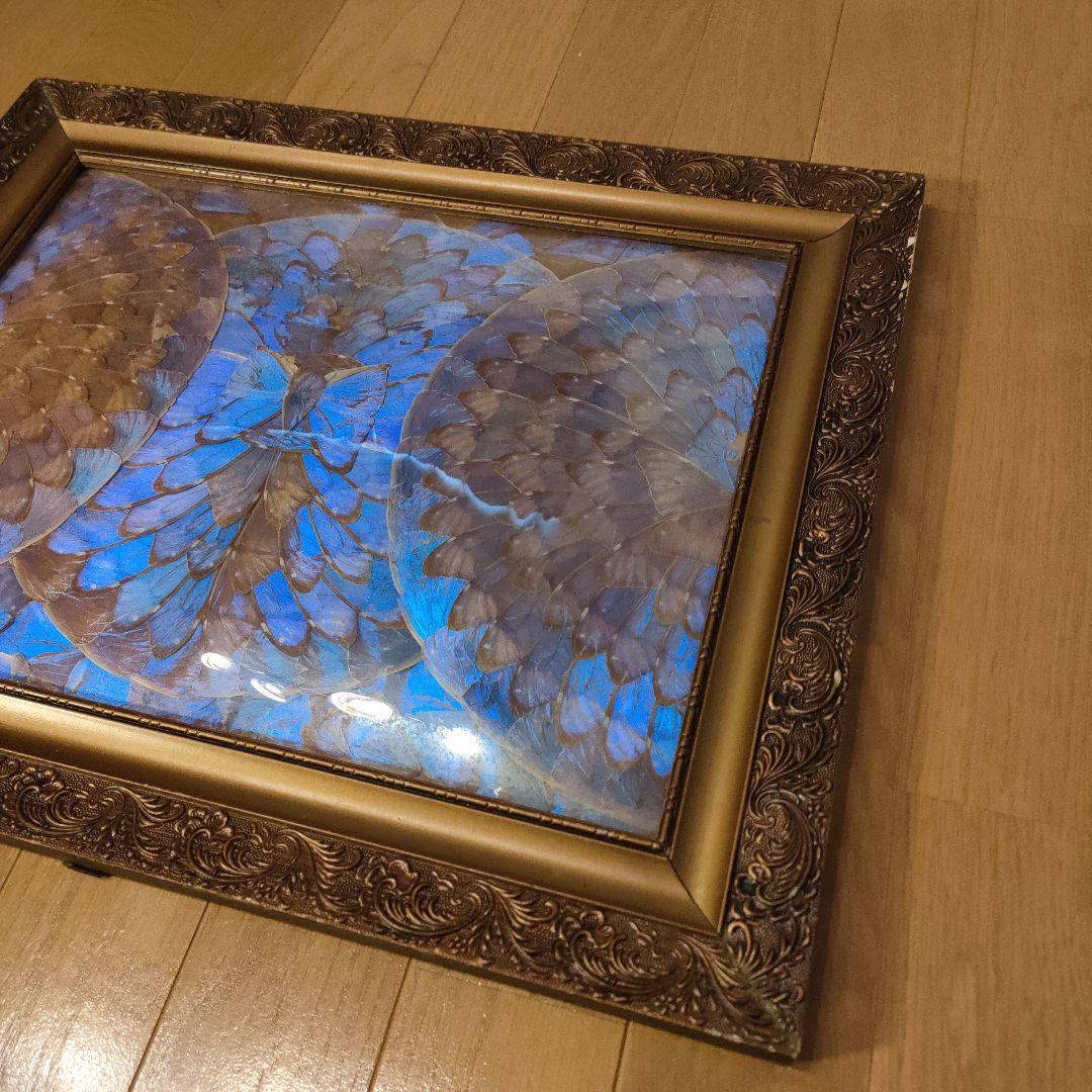モルフォ蝶 額 蝶 インテリア アート 壁飾り 羽 額サイズ40×50cm