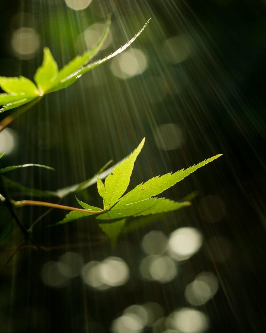 レンズ(単焦点) ALPA KERN-MACRO-SWITAR 1:1,9/50 AR