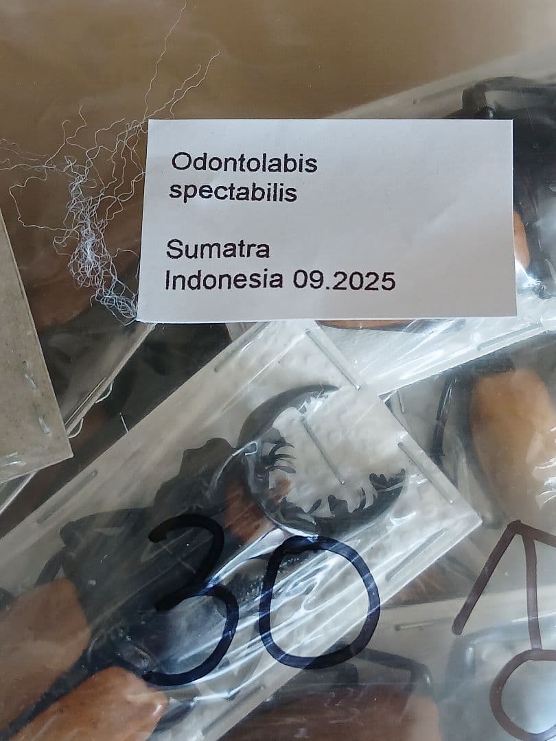 海外標本｜インドネシア産 クワガタムシ 標本（原個体・野外採集）
