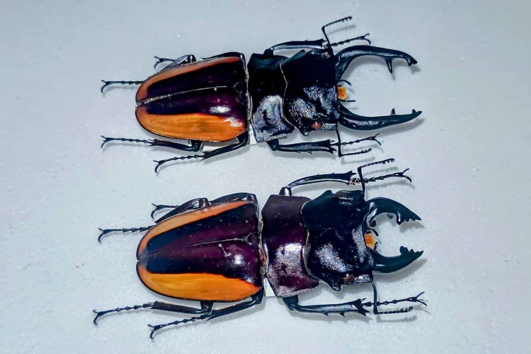 スチーブンスツヤクワガタ 標本