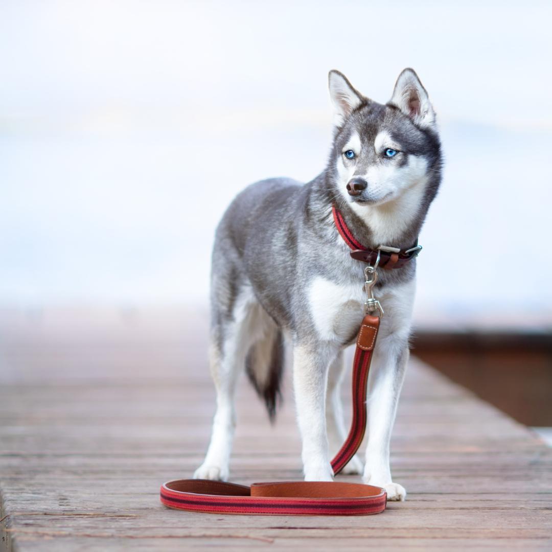 スペイン製 高級犬用リードと首輪セットBaseball Red（小型犬 中型犬）