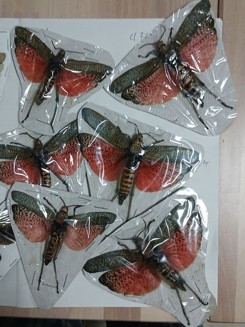 海外標本｜甲虫標本・バッタ標本（昆虫標本）