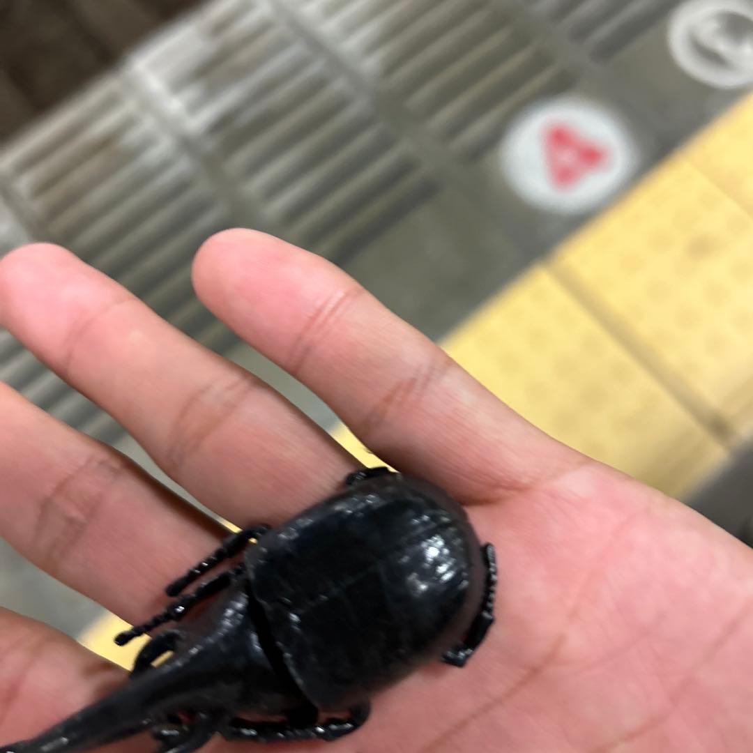 カブトムシ