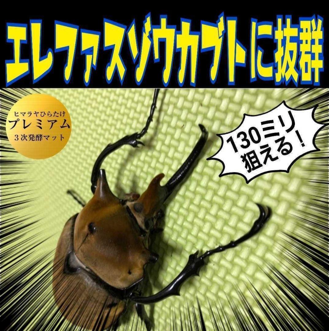 ヘラクレスが大きくなります！プレミアム3次発酵マット【60L】180ミリ羽化実績