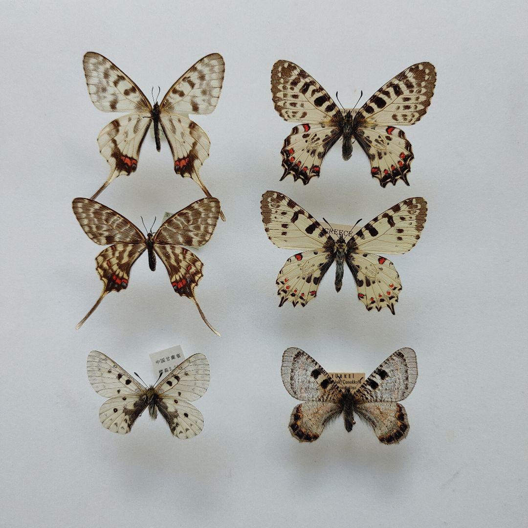 世界のウスバ「5種」