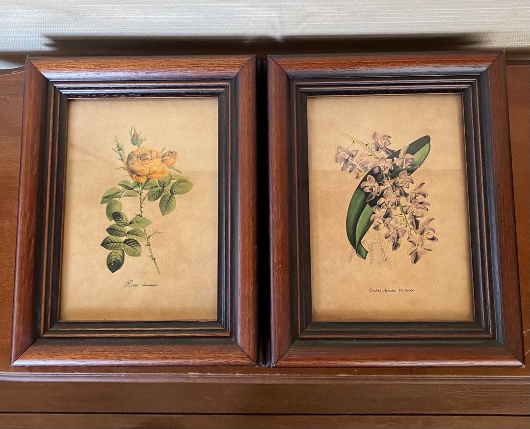 ボタニカルアート　セット　イタリア製　アンティーク　ヴィンテージ