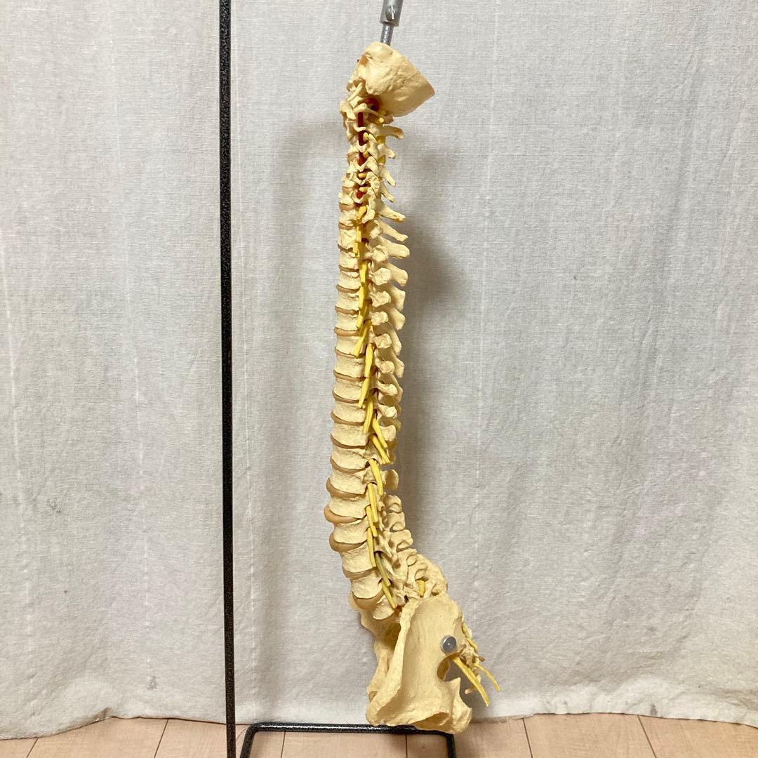 TomoP様　脊柱骨格模型　人体　接骨院カイロプラクティック　スタンド付き
