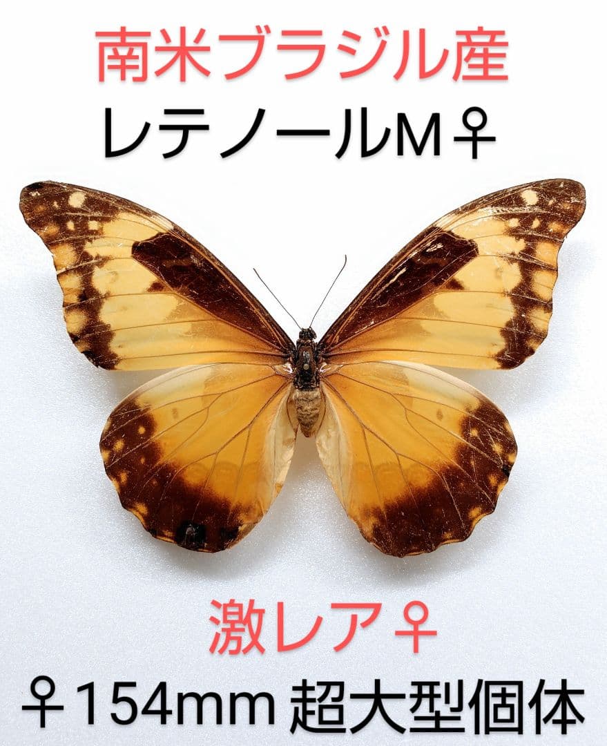レテノールモルフォチョウ♀標本 154mm ★ブラジル産★激レア 大型美麗個体
