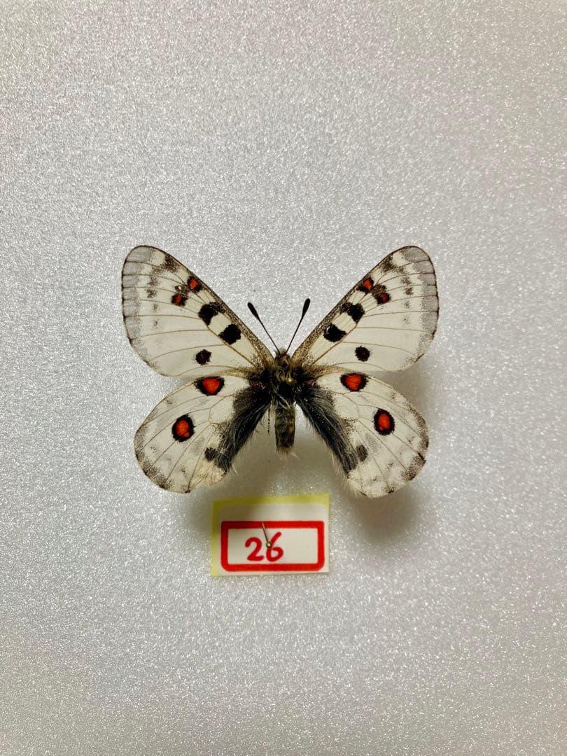 P.actius（1オス、ロシア・ウズンギル産）