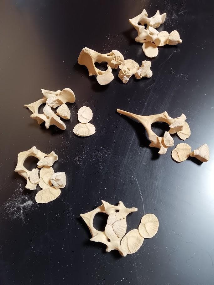 【お買い得】種名イノシシ　♂　２５Kg　頭骨～尾椎　骨格標本